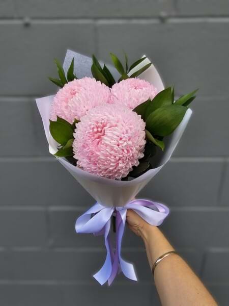 Chrysanthemum Blooms 